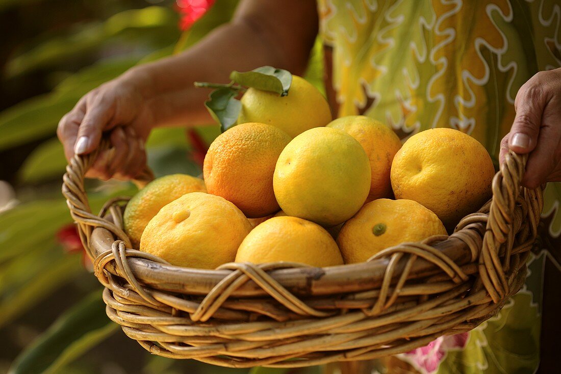Frau hält Korb mit frisch geernteten Orangen