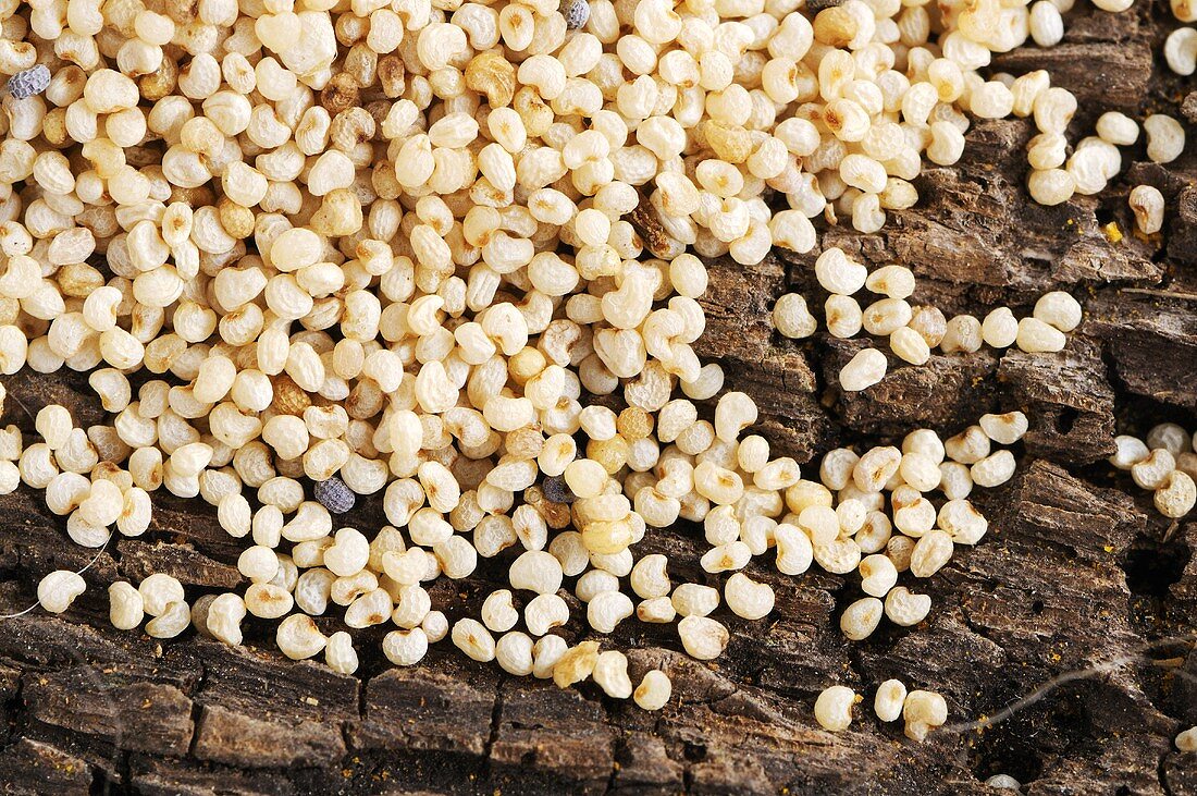 White poppy seeds (close-up)