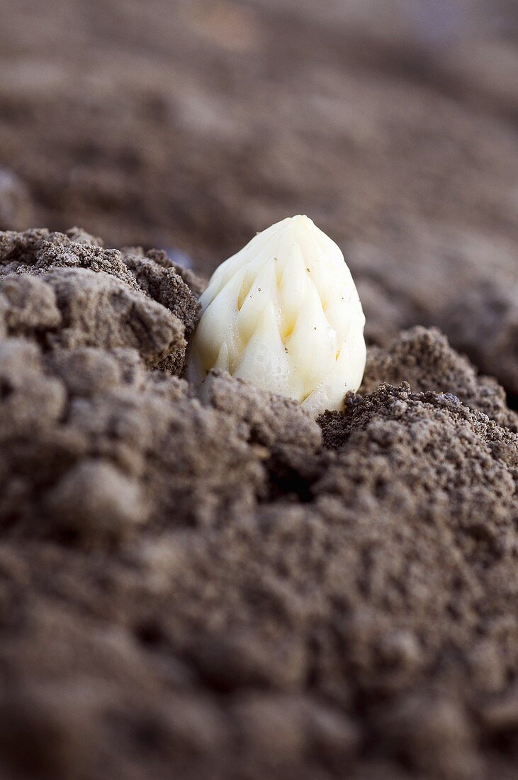 White asparagus poking out of the soil