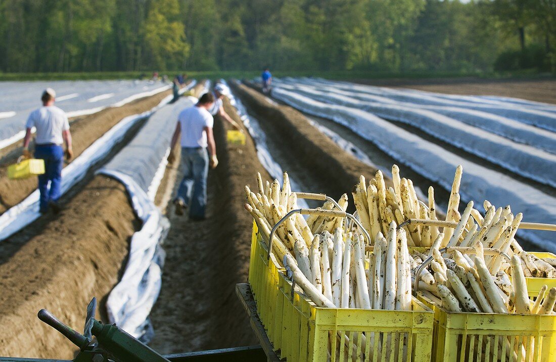 Asparagus harvest: fresh white asparagus in baskets