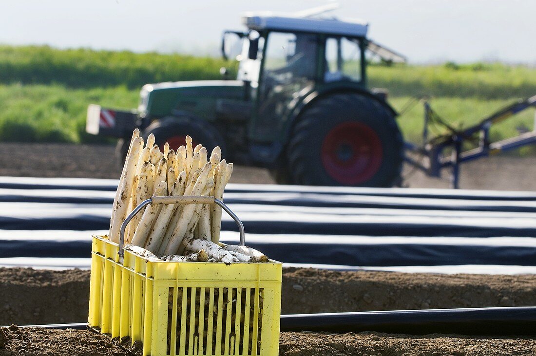 A basket of fresh asparagus in the field