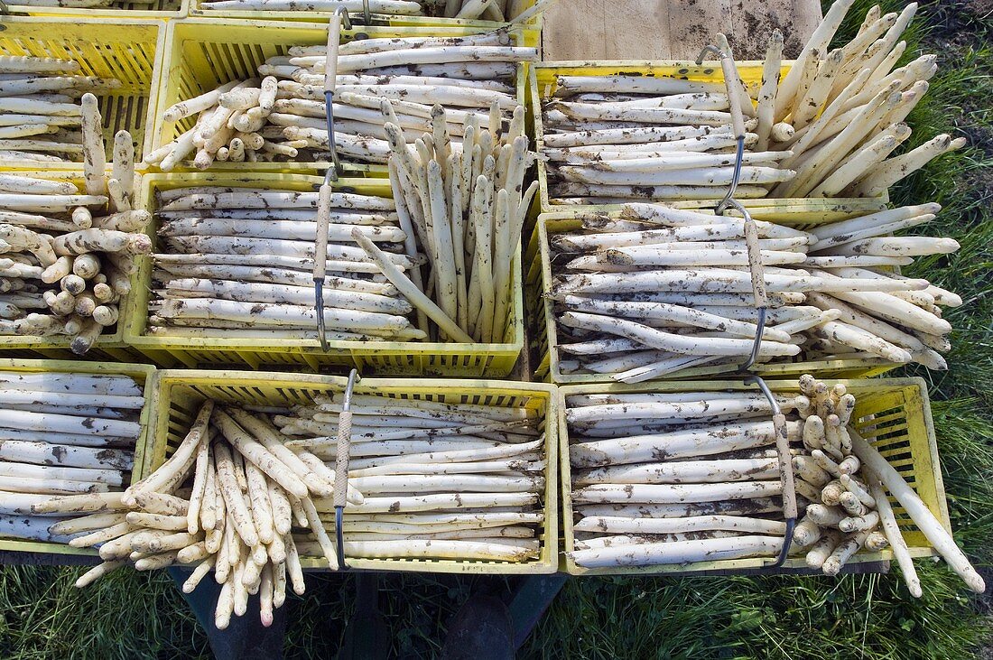 White asparagus in baskets