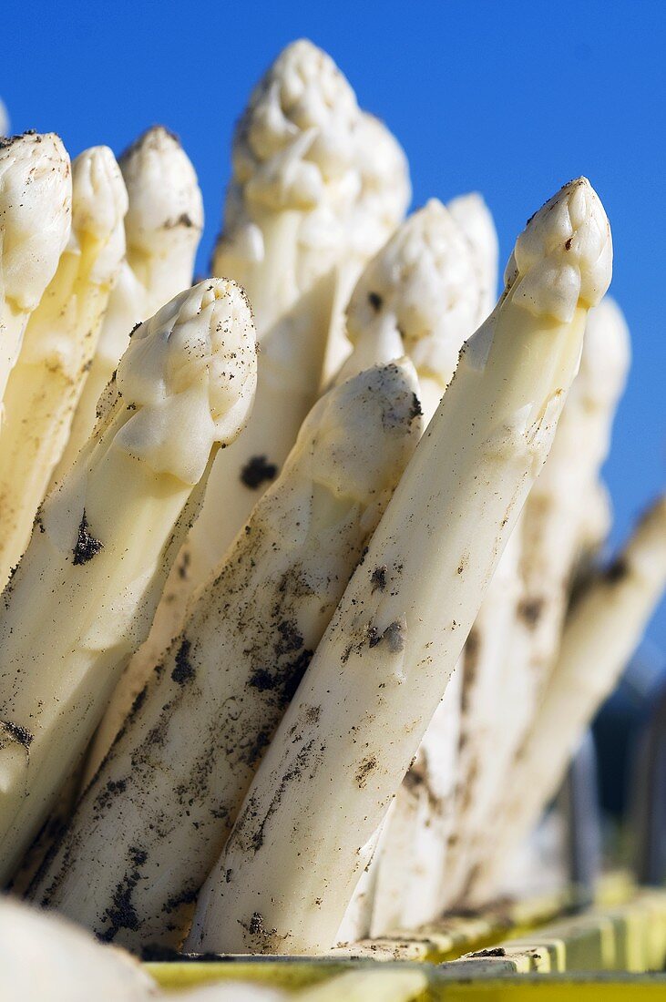 Frisch geernteter, weisser Spargel