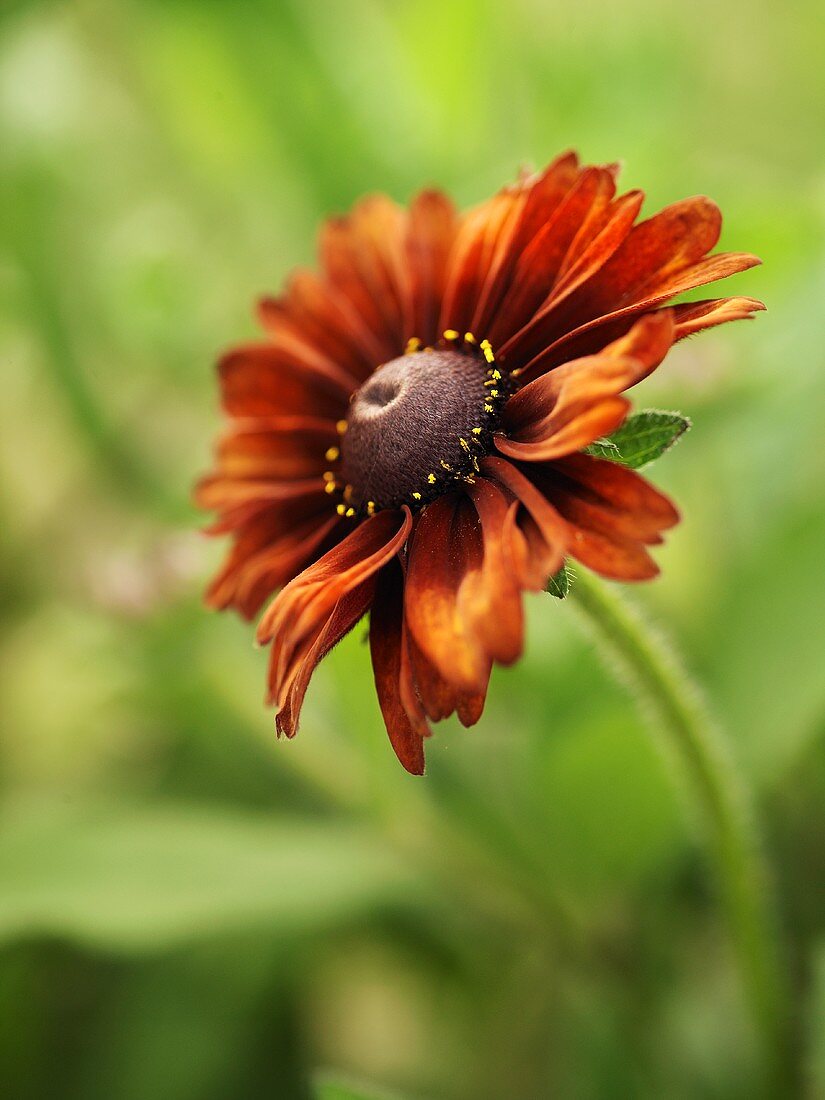 Eine Rubekia-Blüte