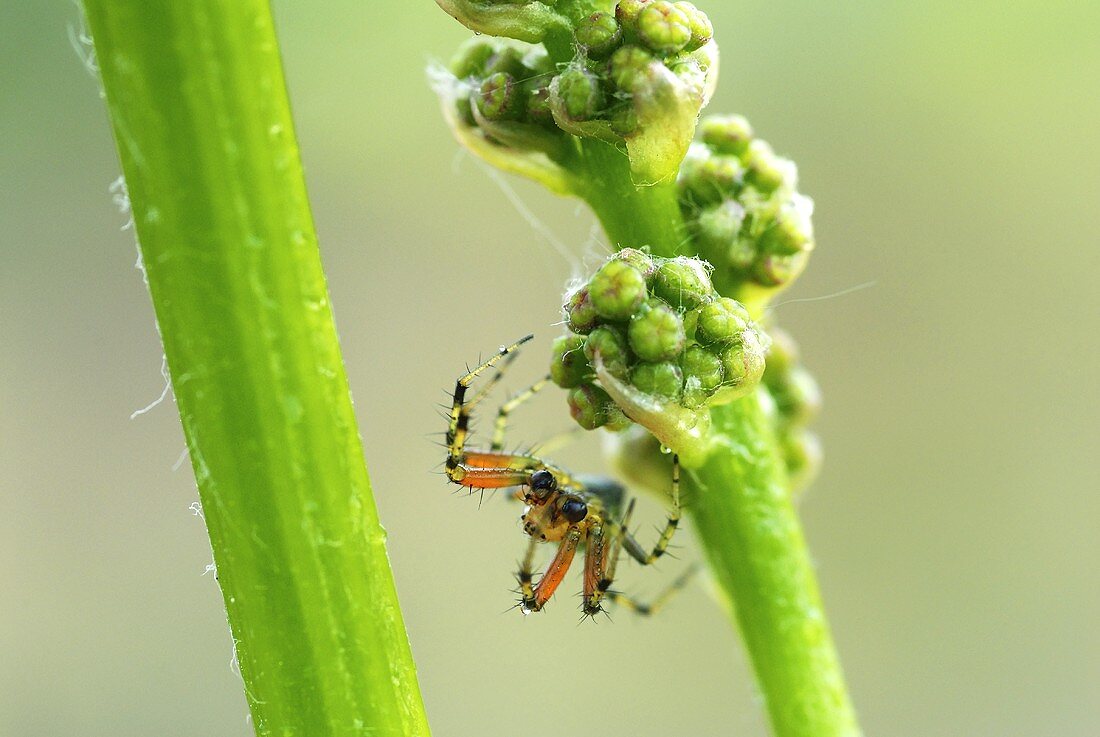 Spinne sucht Beute auf den Blütenknospen einer Weinrebe