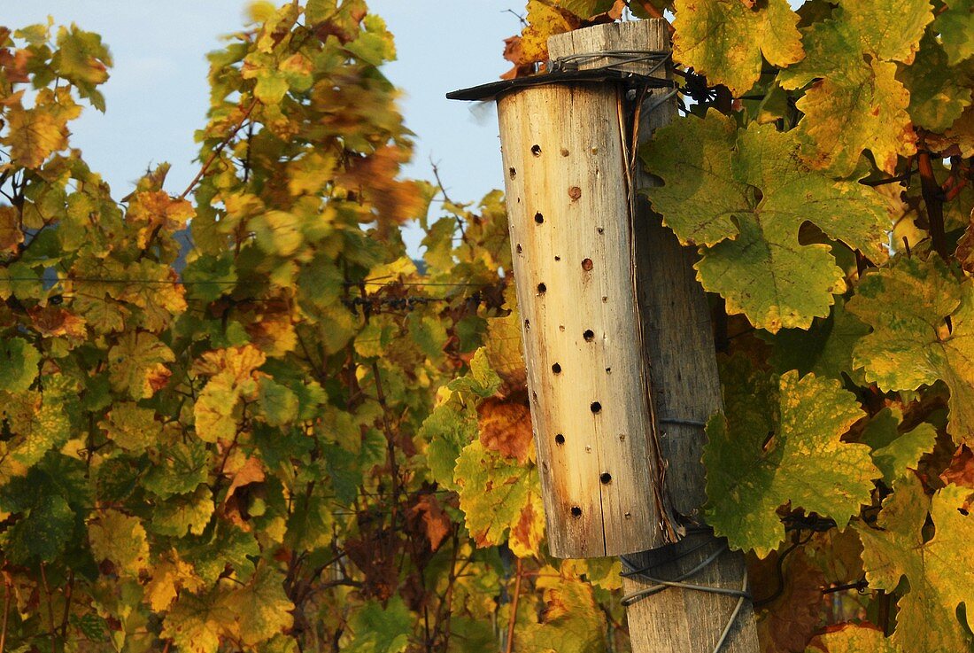 Nisthilfe für nützliche Insekten in einem Weinberg, Pfalz, Deutschland