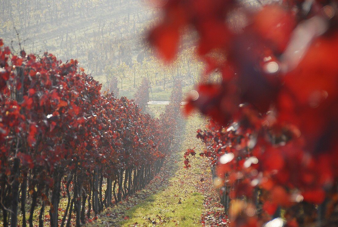 Herbststimmung in einem Weinberg bei Arzheim, Pfalz, Deutschland