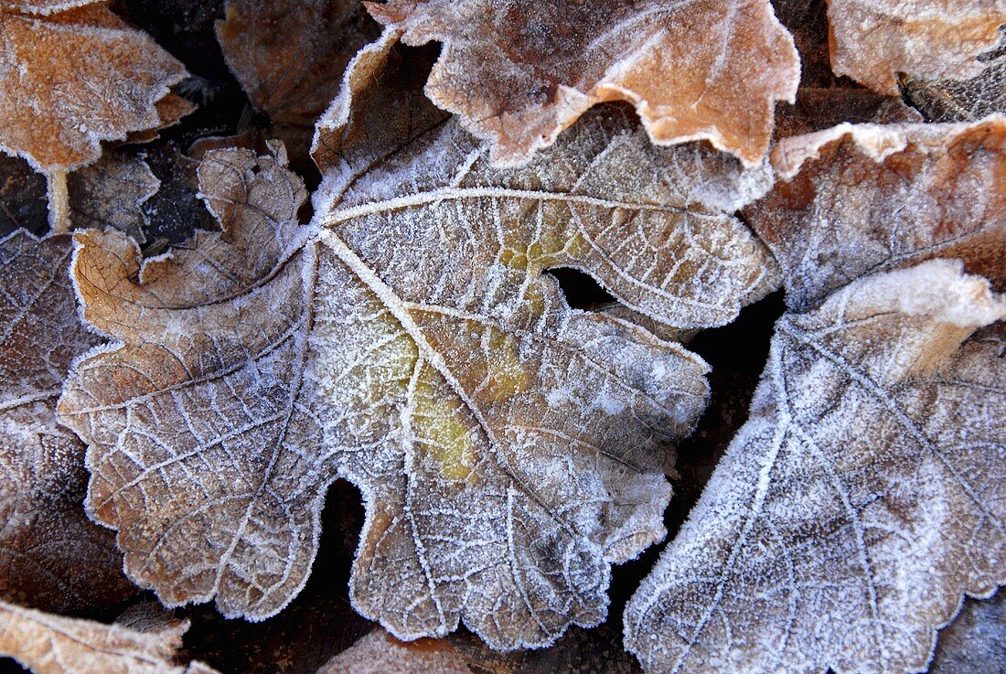 Herbstlaub mit Raureif