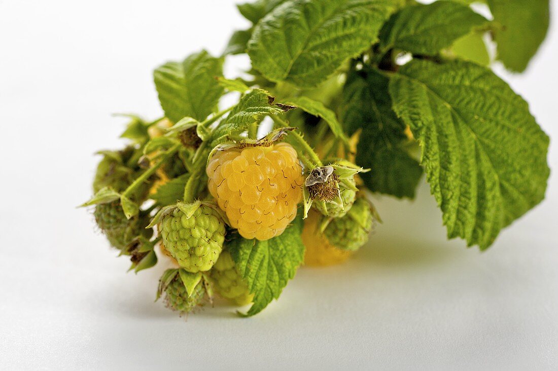 Yellow raspberries on branch (variety: Fall Gold)
