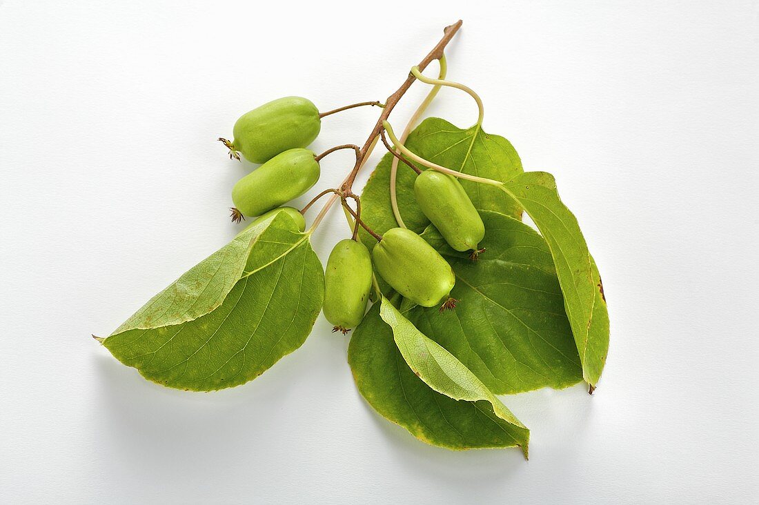 Baby kiwis on branch