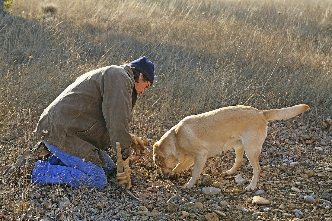 Mann mit Hund bei der Trüffelsuche (Frankreich)
