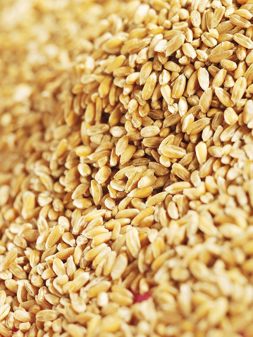 Cereal grains (full-frame)
