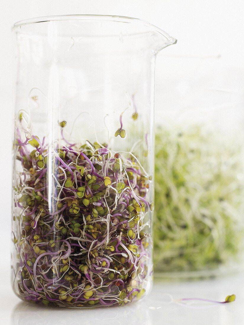 Red cabbage and alfalfa sprouts in glass beakers