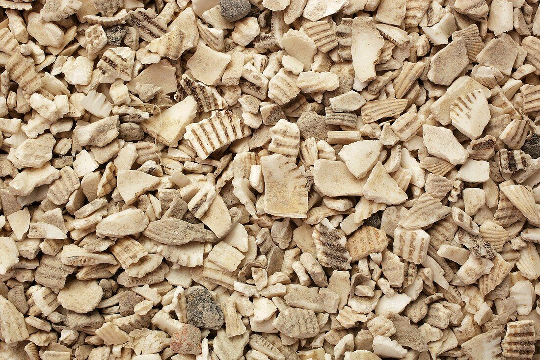 Ark shells, full-frame