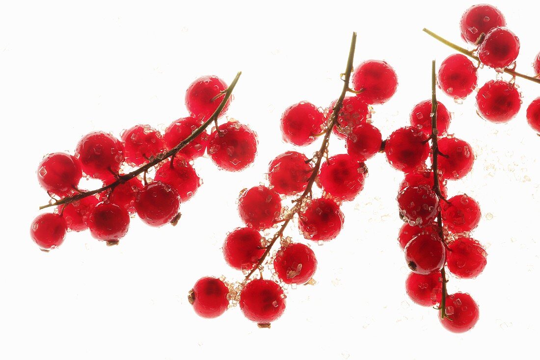 Rote Johannisbeeren (durchleuchtet)