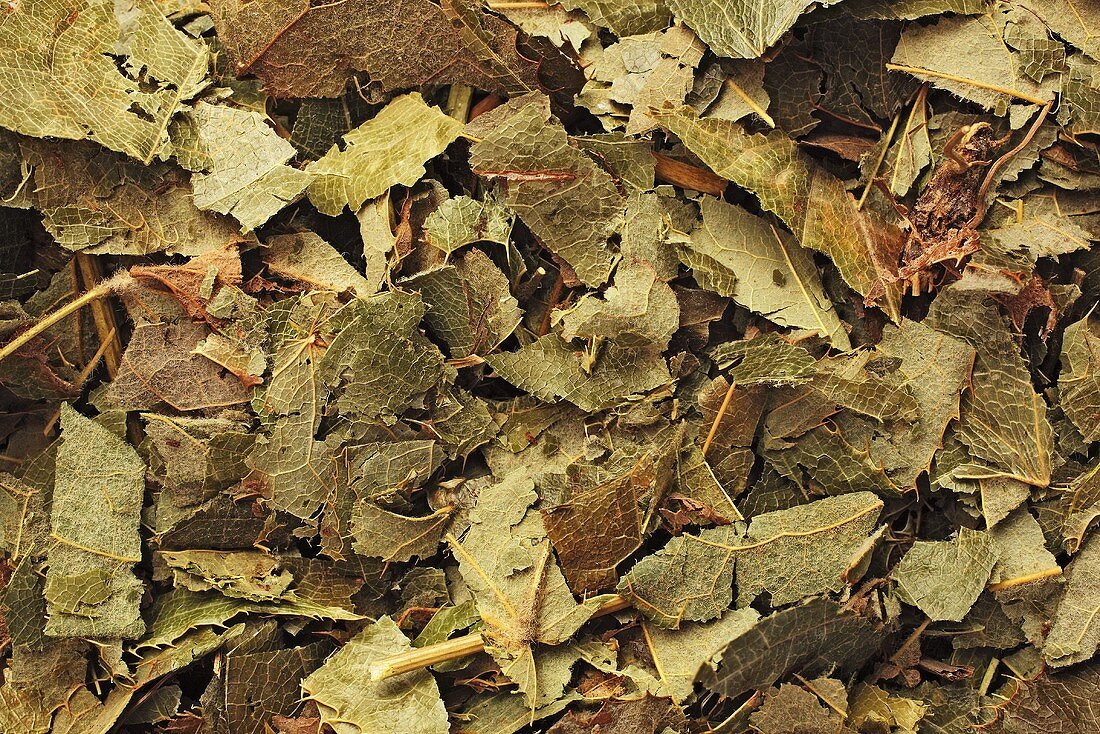 Dried leaves of horny goat weed, full-frame