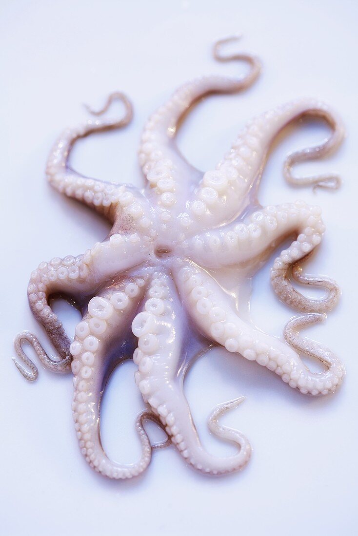 A fresh octopus