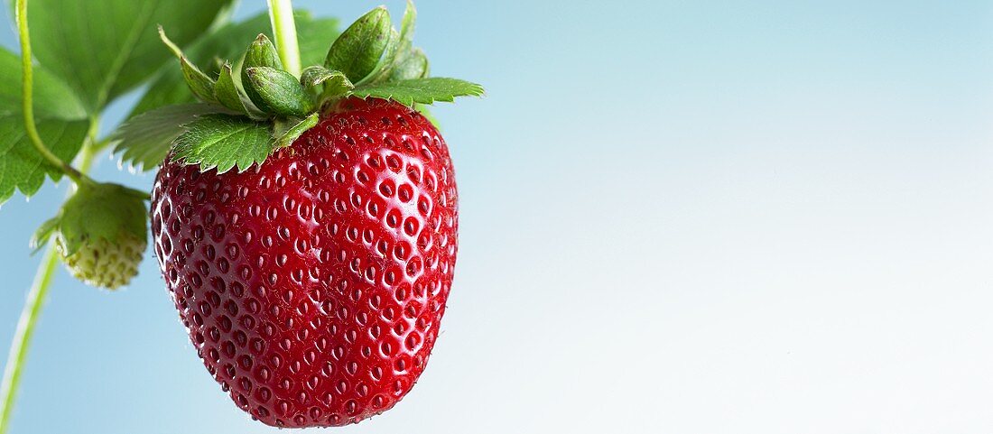 A fresh strawberry