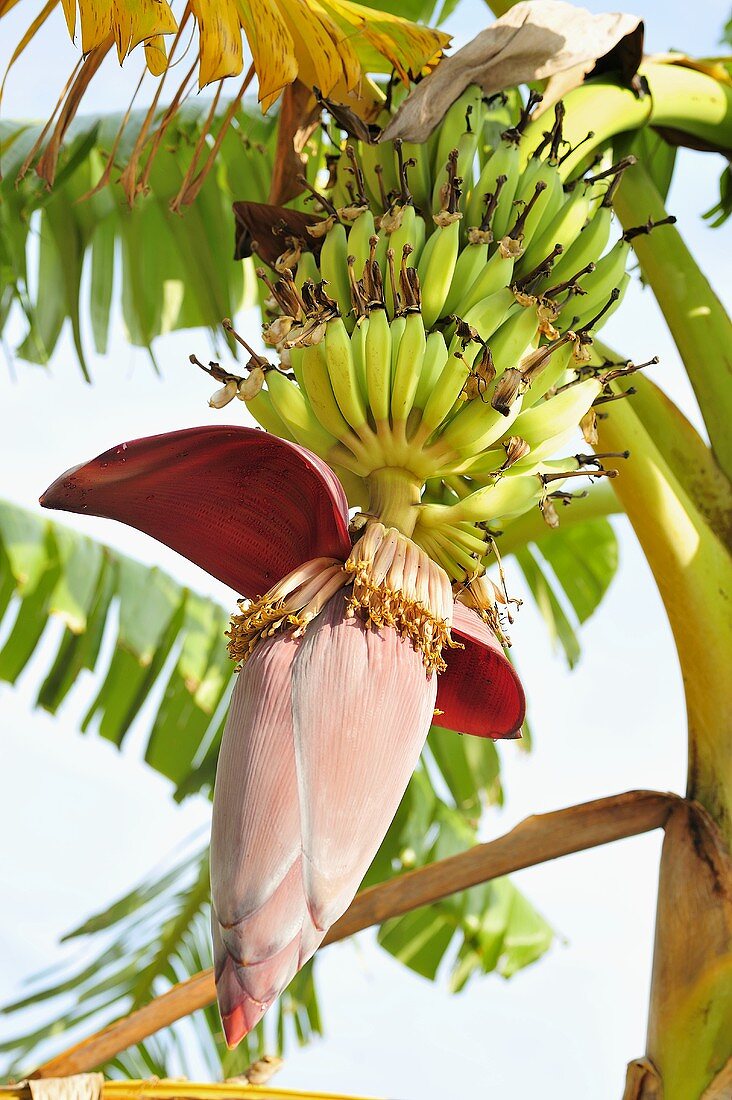 Banana plant with flower and fruit