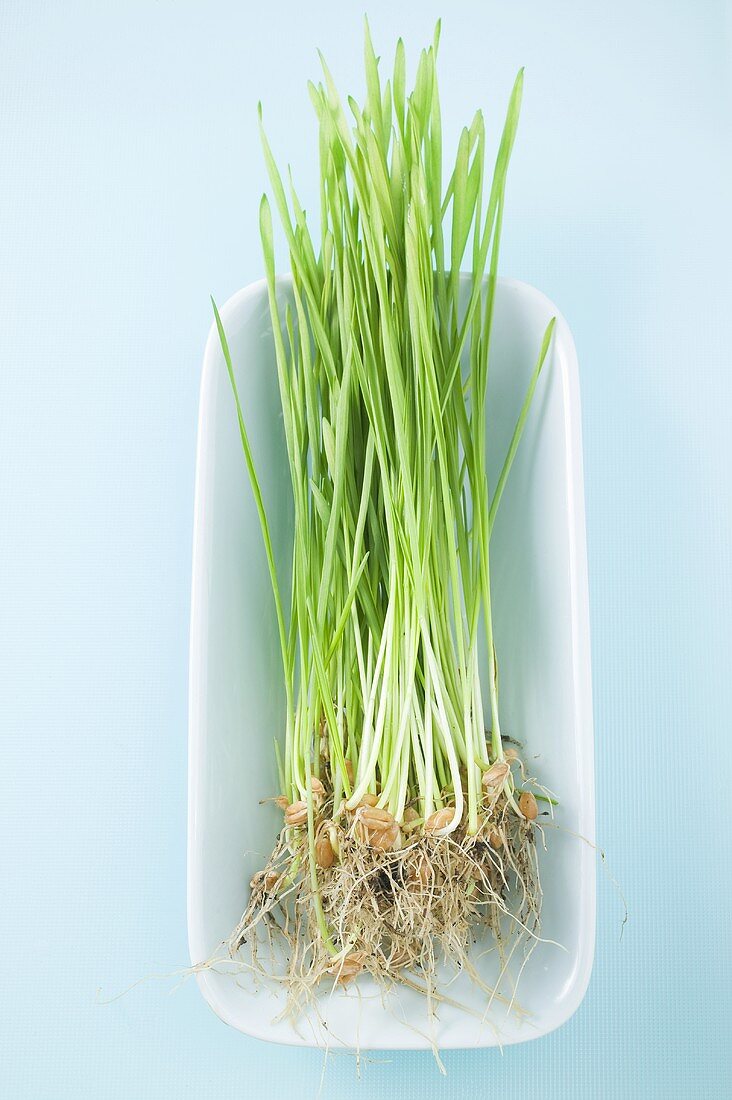 Wheatgrass