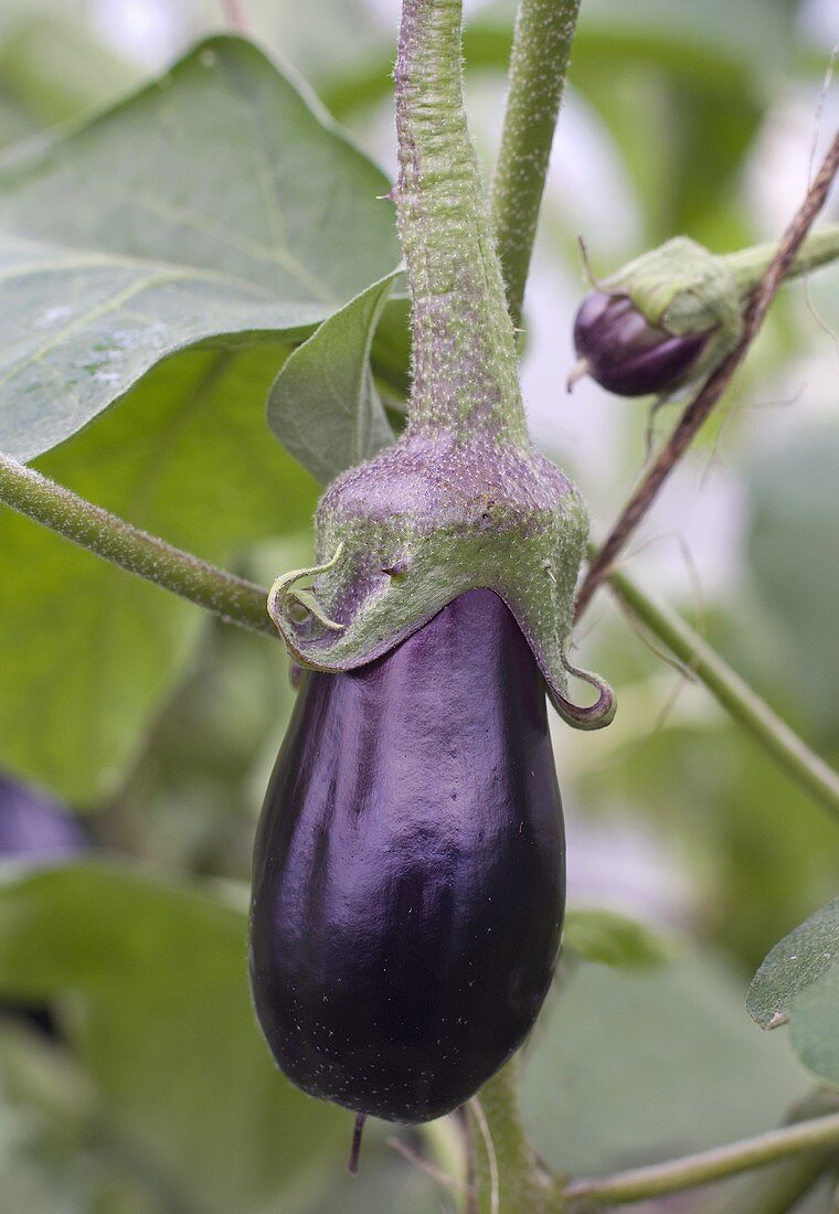 Aubergines on the plant