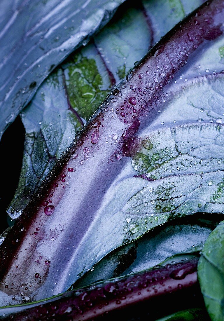 Rotkohlblätter mit Wassertrofpen (Close up)