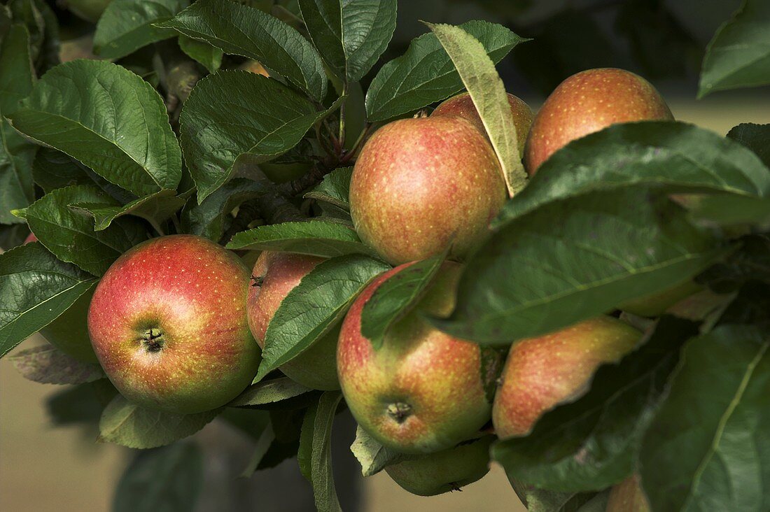 Äpfel der Sorte Bohnapfel am Baum