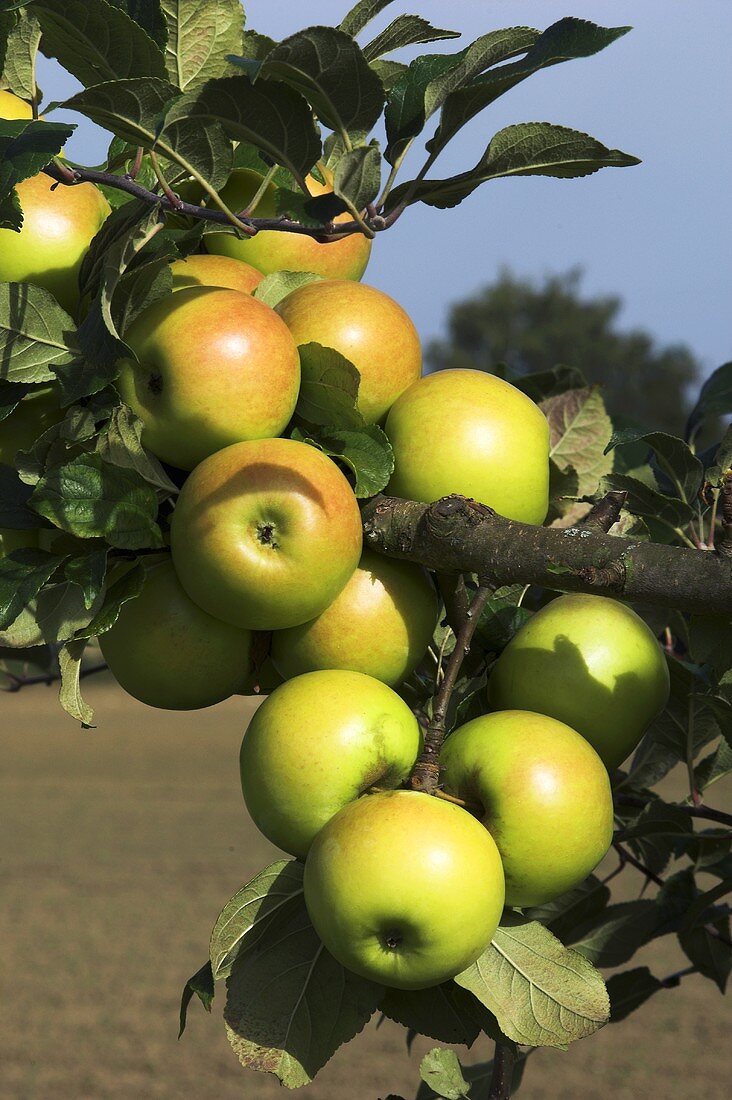 'Engelsberger' apples on the tree