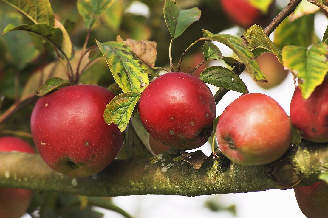 'Gloster' apples