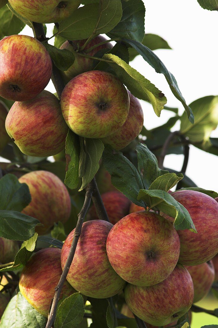 Äpfel der Sorte Heslacher Gereutapfel