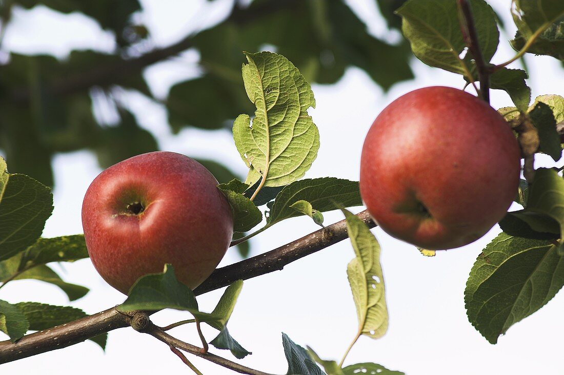 'Teltower Wintergravensteiner' apples on the tree