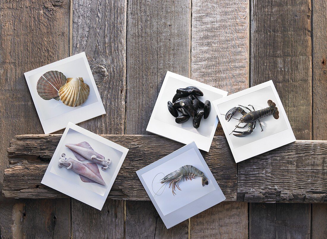 Frische Meeresfrüchte auf Fotopapier arrangiert