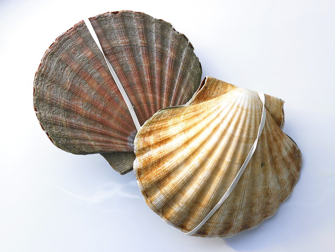 Two scallops