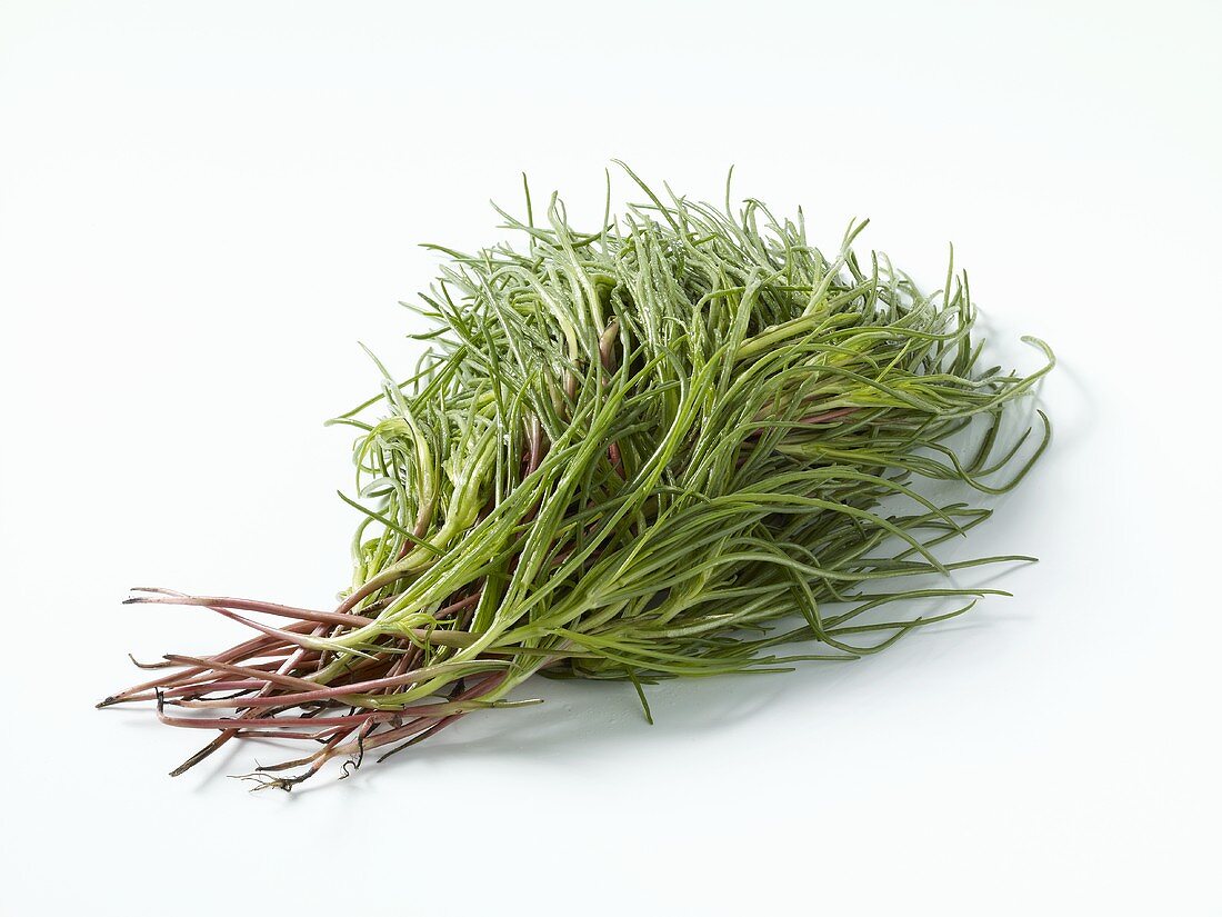 Barba di frate (Salsola soda, Saltwort)