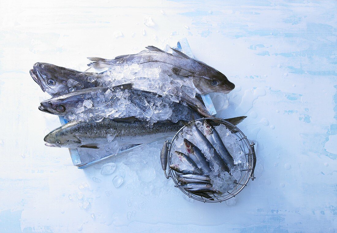 Saltwater fish on ice