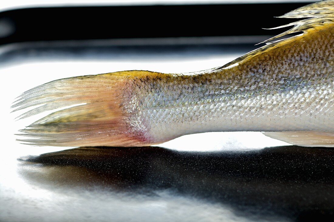 Fish tail (zander)