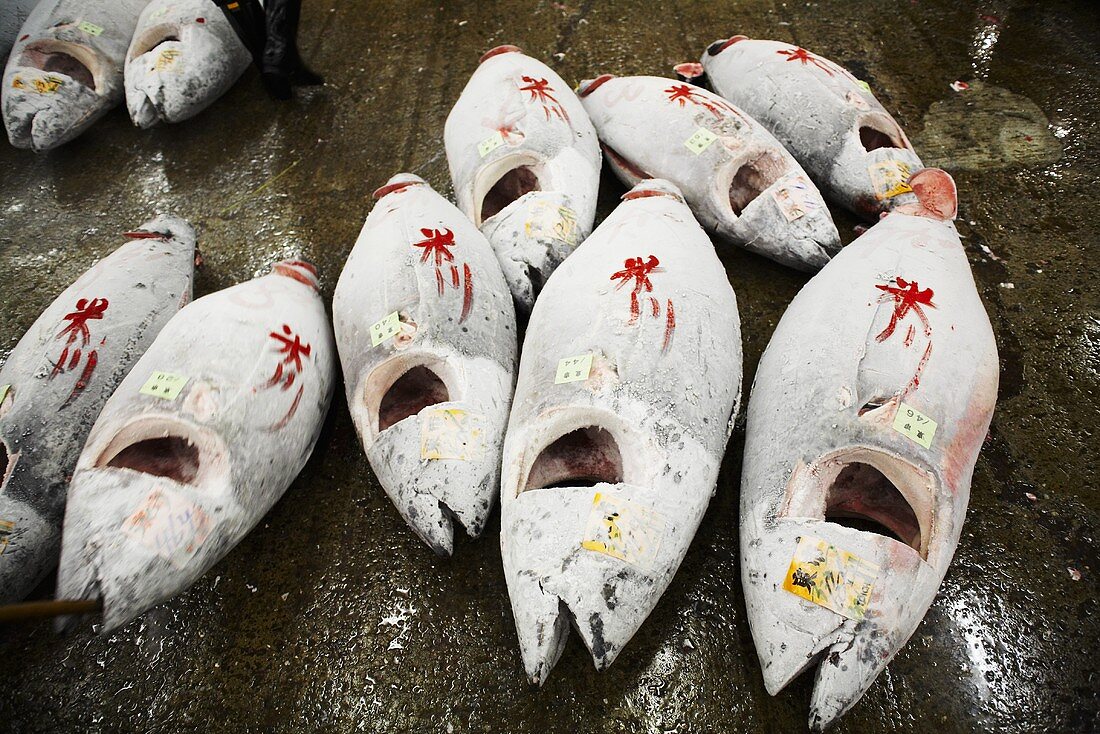 Gefrorene Blauflossenthunfische ohne Schwanzflosse und Kiemen