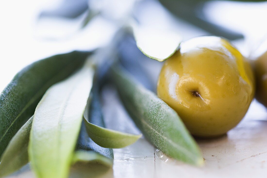 Grüne Oliven mit einem Olivenzweig