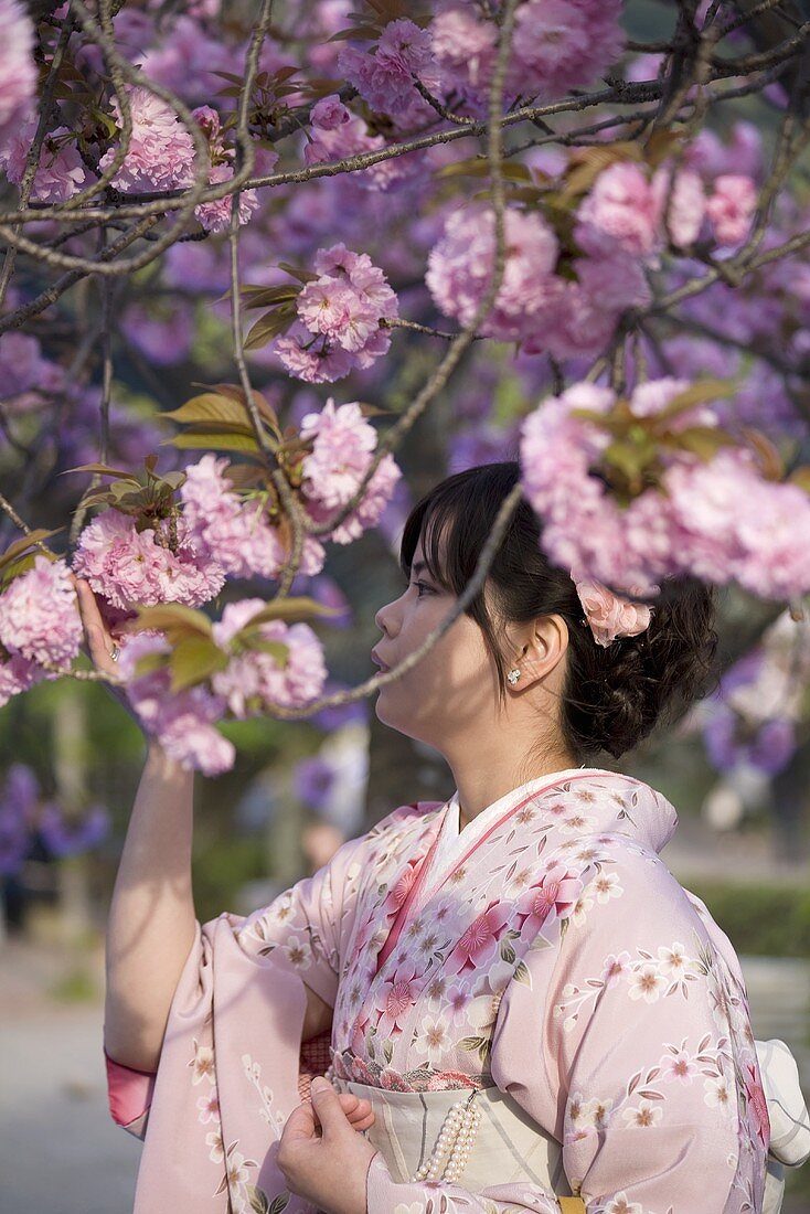 Japanische Frau im Kimono in Betrachtung von Kirschblüten
