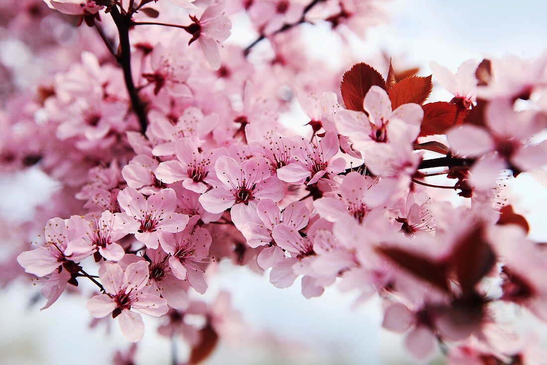 Japanische Kirschblüten – Bilder kaufen – 394938 StockFood