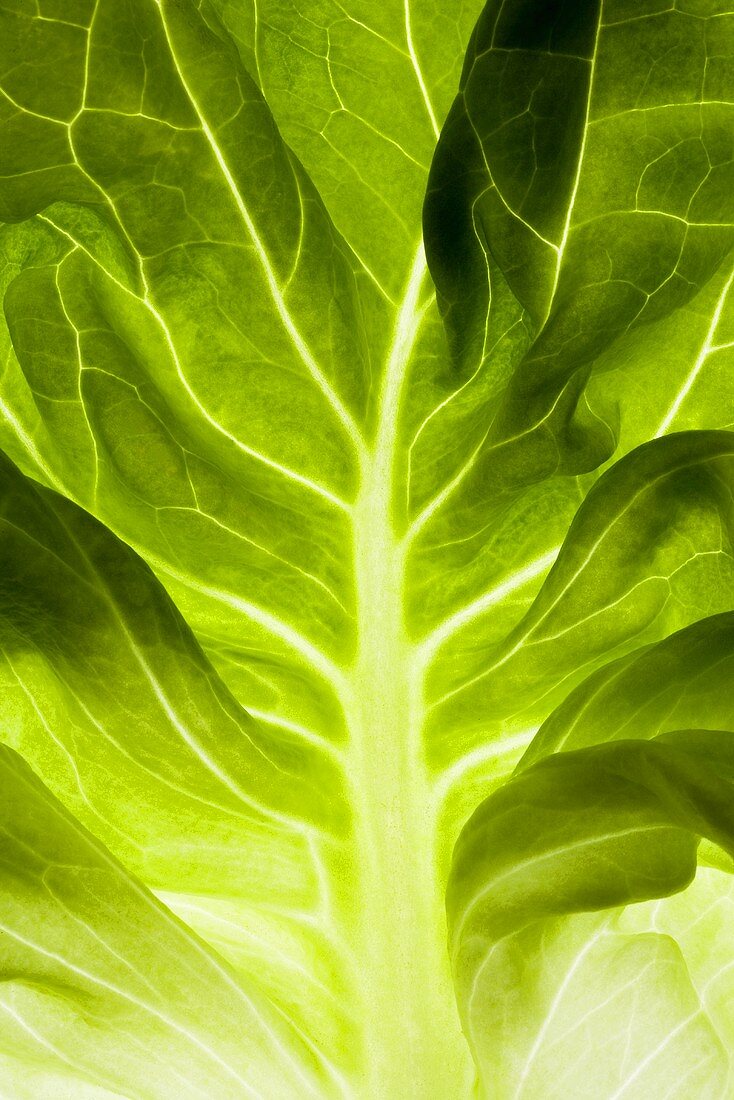 Lettuce leaf (backlit)