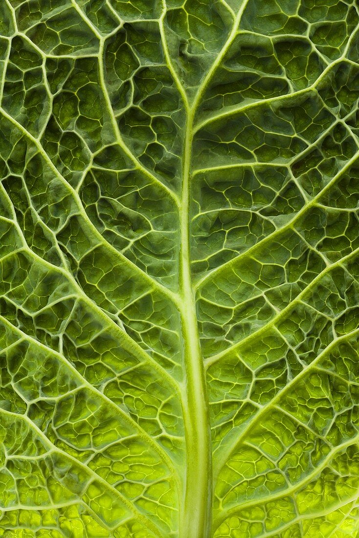 Savoy cabbage leaf (close-up)