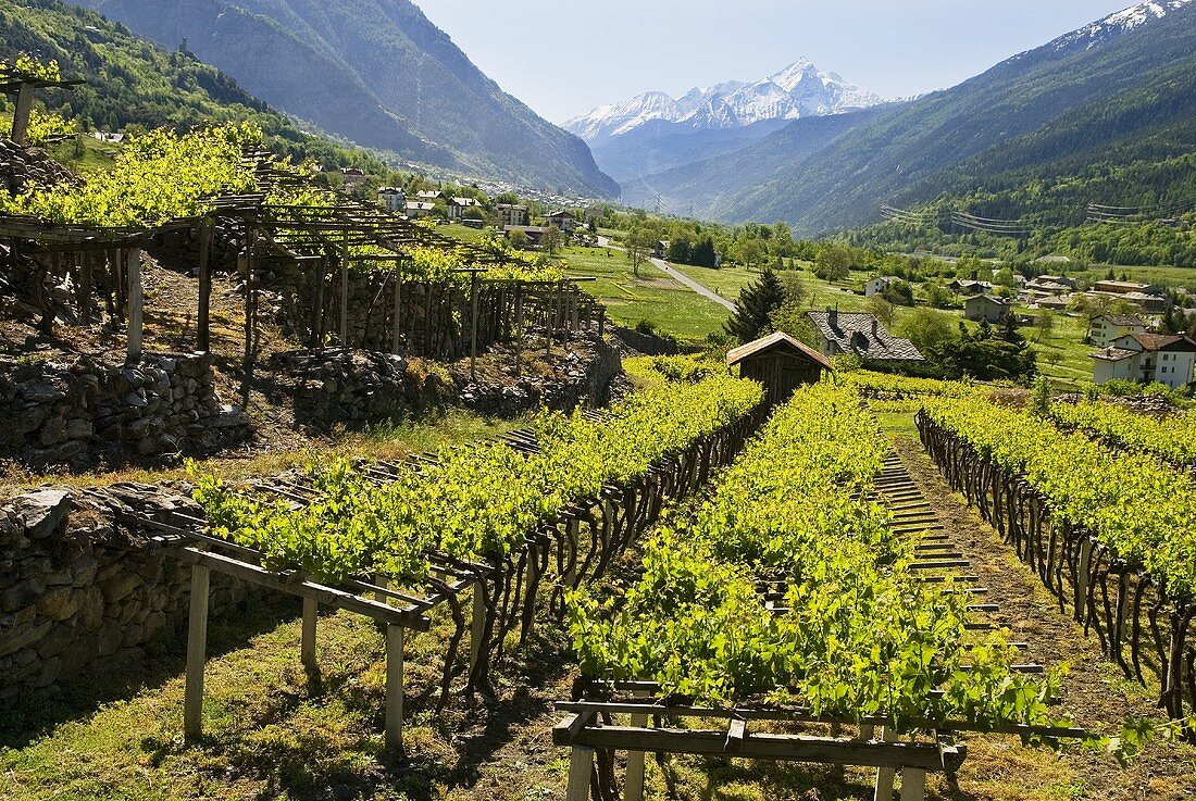 Blanc de Morgex (Wine-growing region in Aosta Valley, Italy)