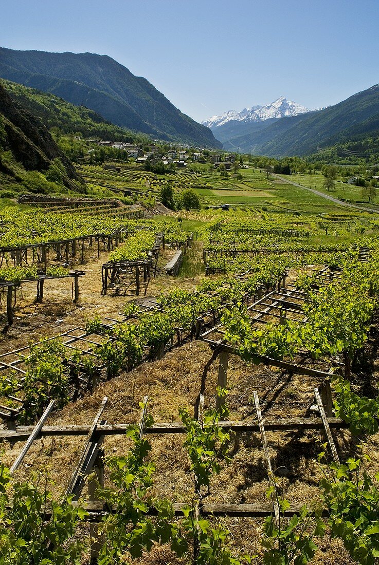 Blanc de Morgex (Weinbaugebiet in der Region Aostatal, Italien)