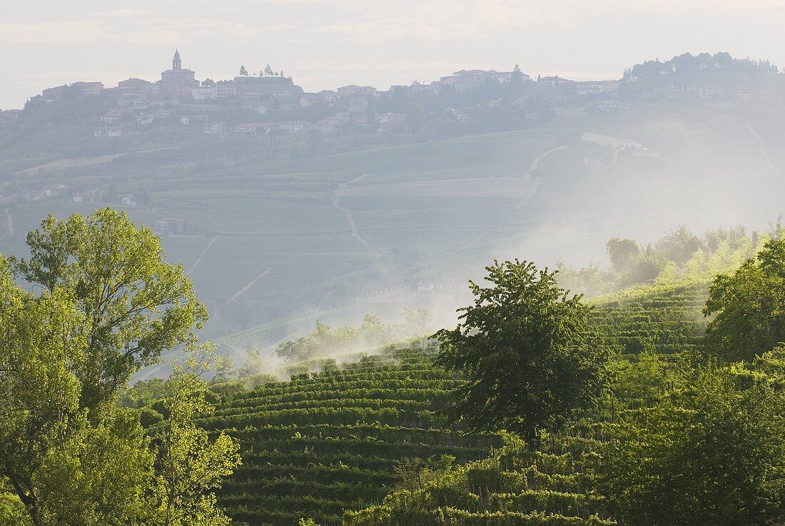 Weinberge bei Langhe, Piemont, Italien
