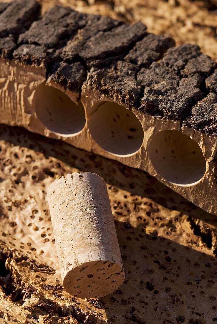 Cork cut from cork oak bark