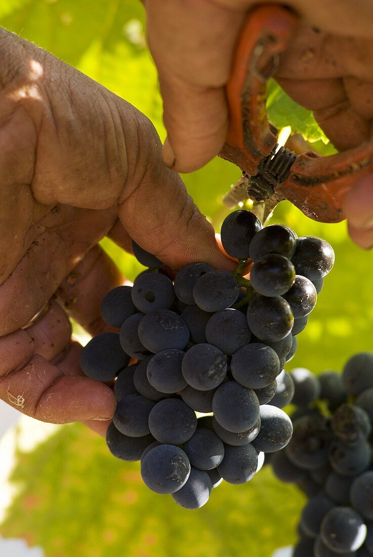 Cutting a bunch of grapes, Quinta do Crasto, Portugal