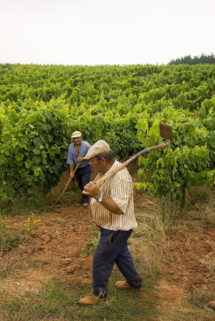 Vineyard workers, Quinta do Sanguinhal, Portugal