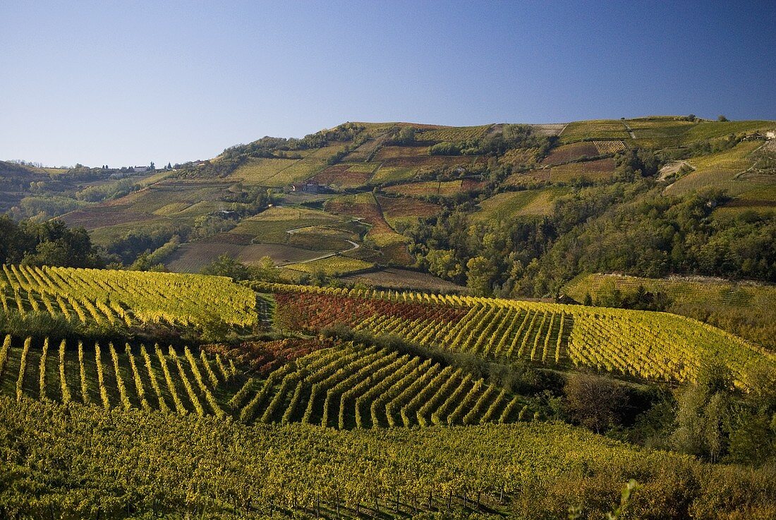 Weinberge bei Neive, Piemont, Italien