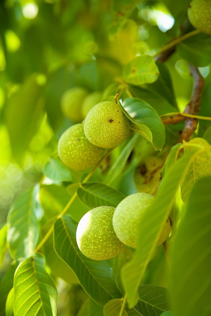 Walnuts on the tree